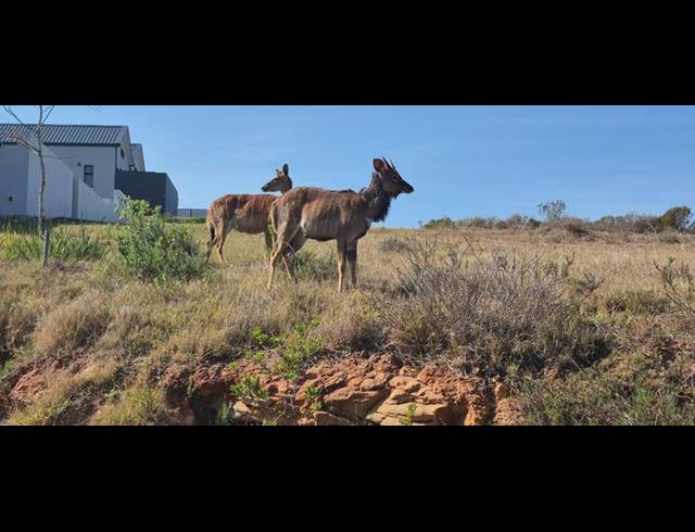 LAND FOR SALE IN OUTENIQUASBOSCH